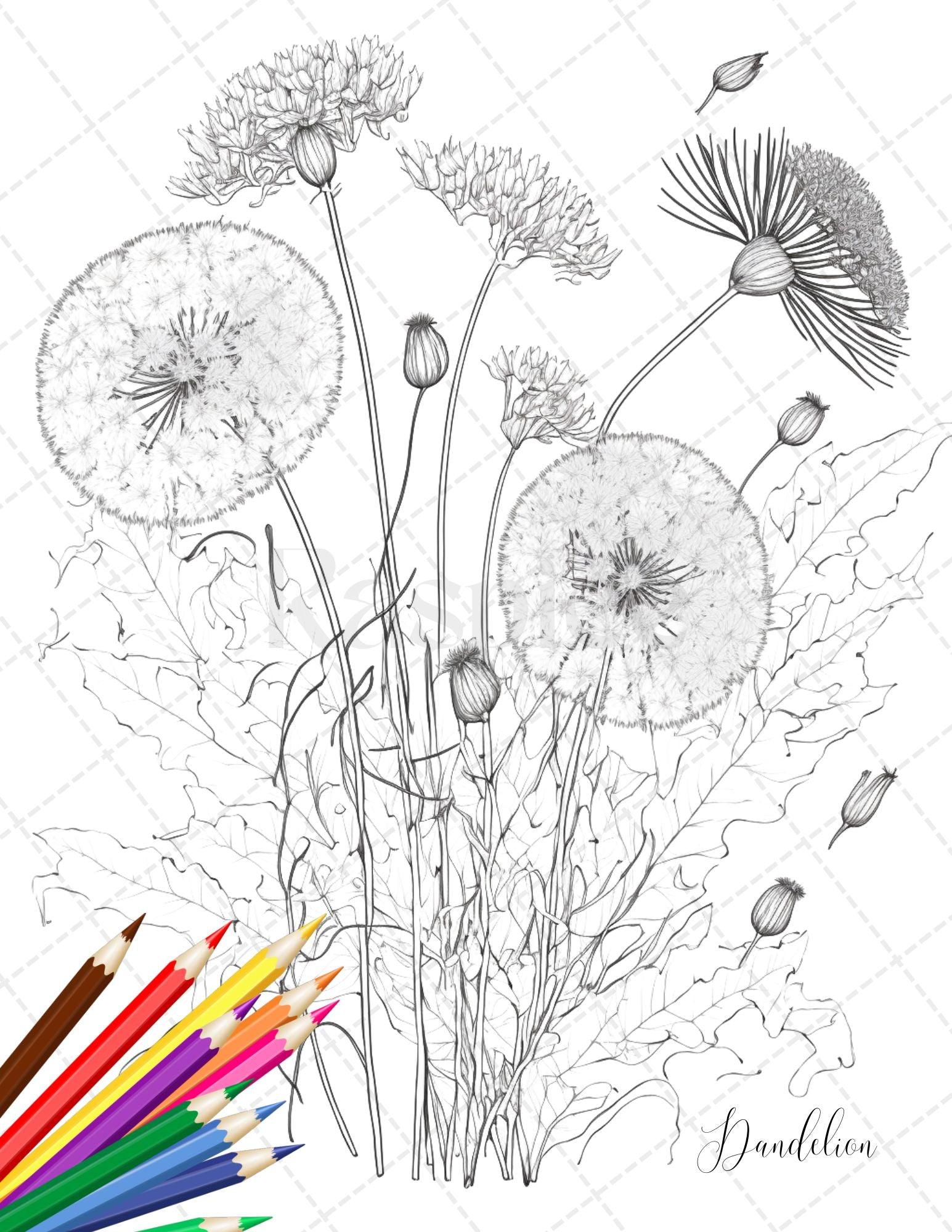 30 Botanical Flowers Printable Coloring Pages for Adults, Floral Grays – RASPIEE 30-botanical-flowers-printable-coloring-pages-for-adults-floral-grays-raspiee
