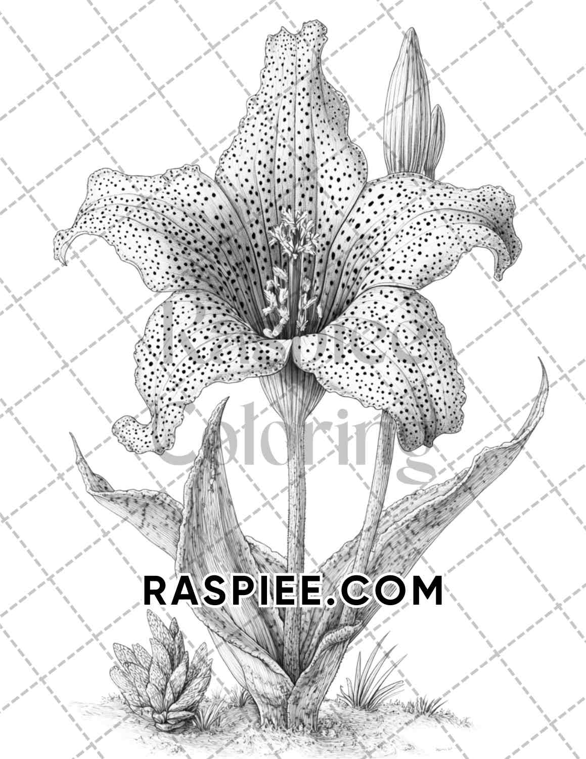 Succulent Blossoms Adult Coloring Pages Printable PDF Instant Download