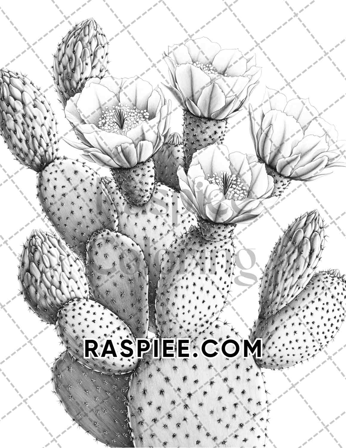 Succulent Blossoms Adult Coloring Pages Printable PDF Instant Download