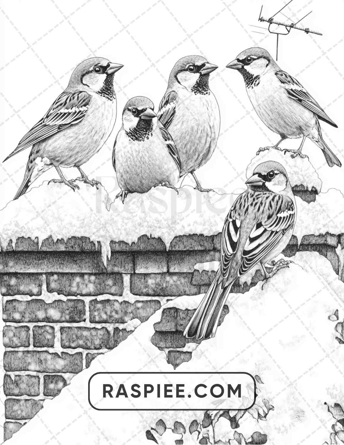 80 Winter Birds Adult Coloring Pages