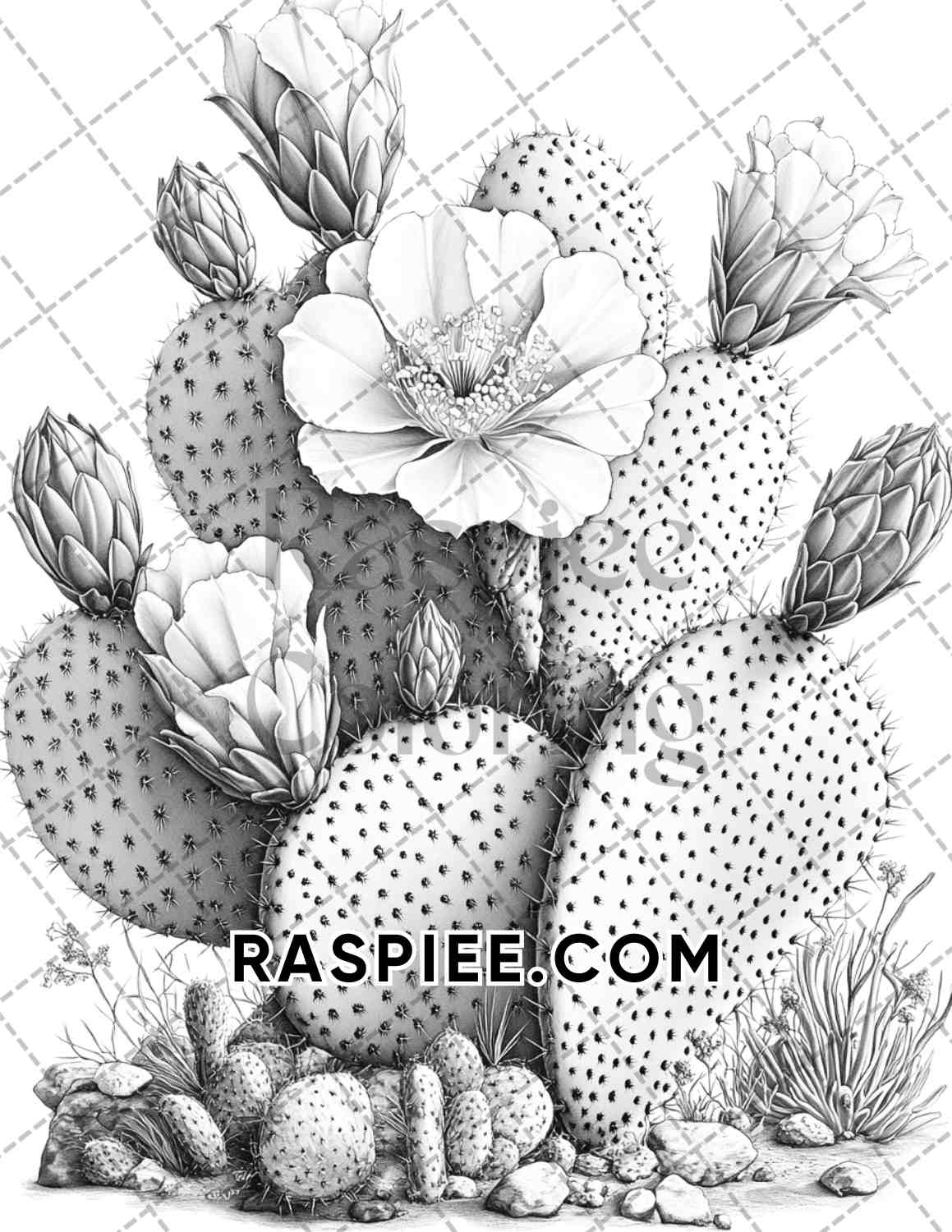 Succulent Blossoms Adult Coloring Pages Printable PDF Instant Download