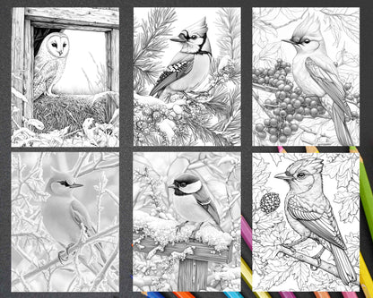 80 Winter Birds Adult Coloring Pages