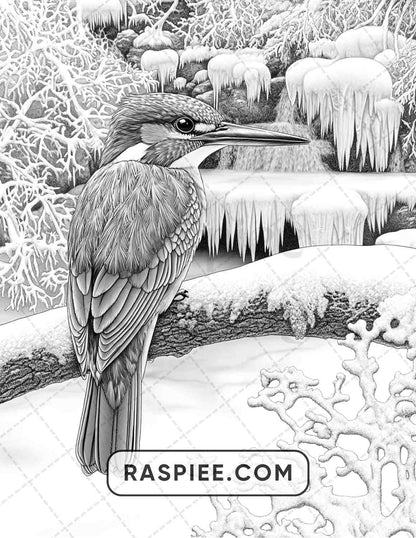 80 Winter Birds Adult Coloring Pages