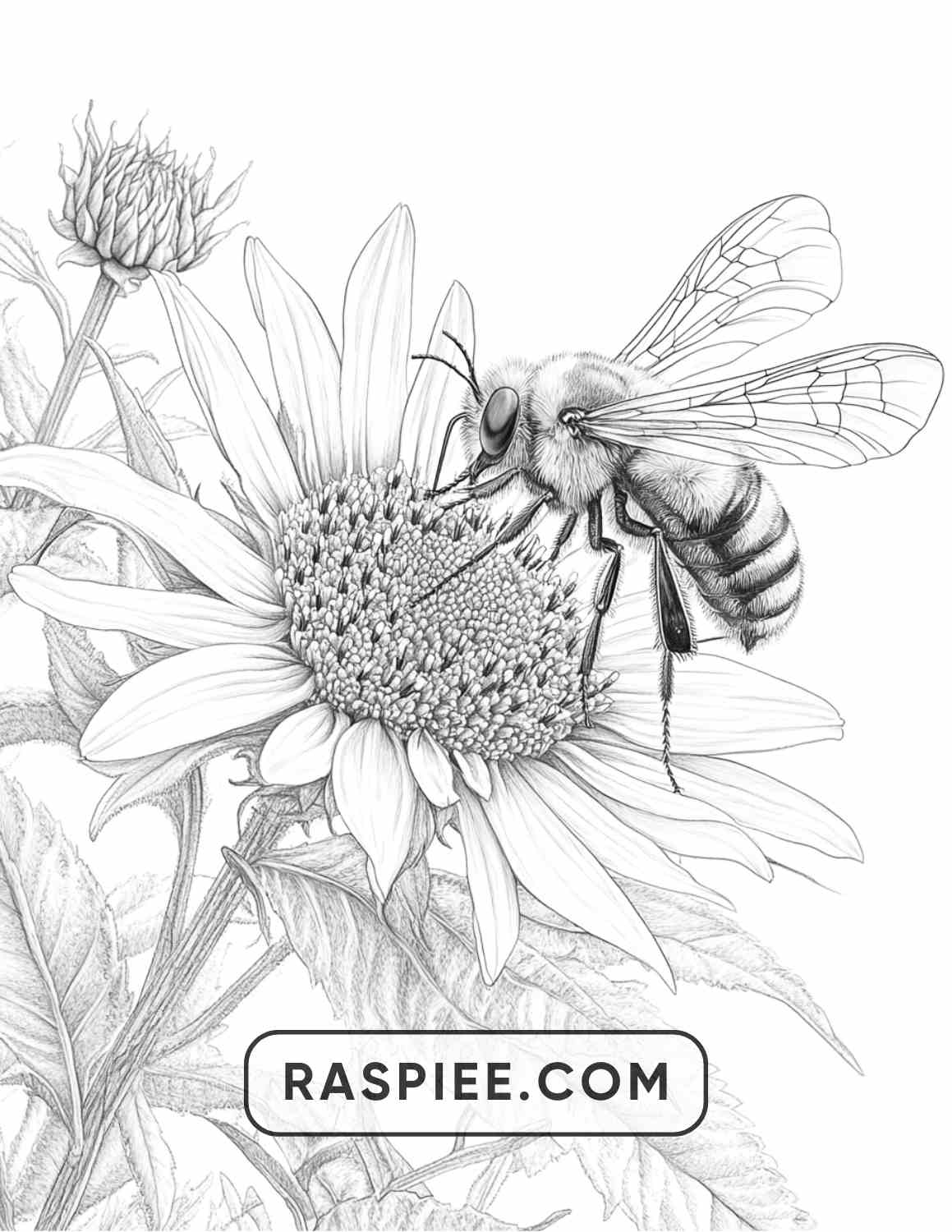 Insects and Flowers Adult Coloring Pages - RASPIEE