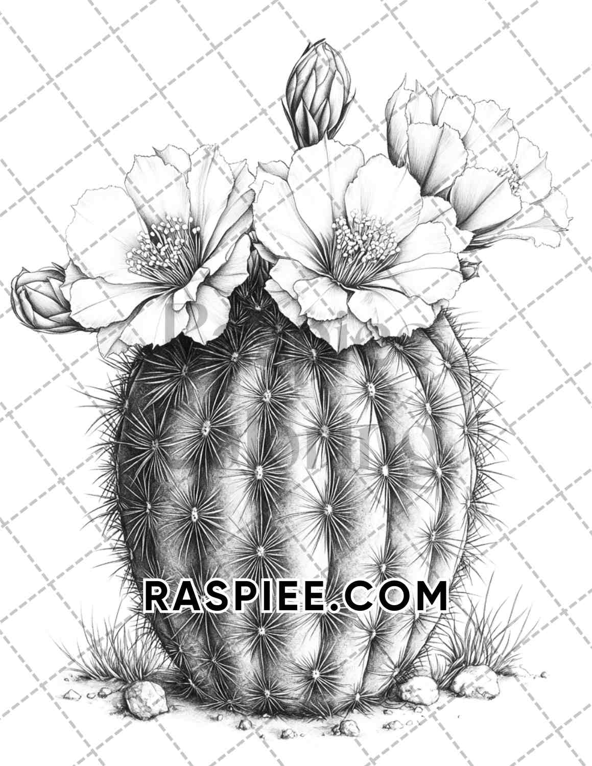 Succulent Blossoms Adult Coloring Pages Printable PDF Instant Download