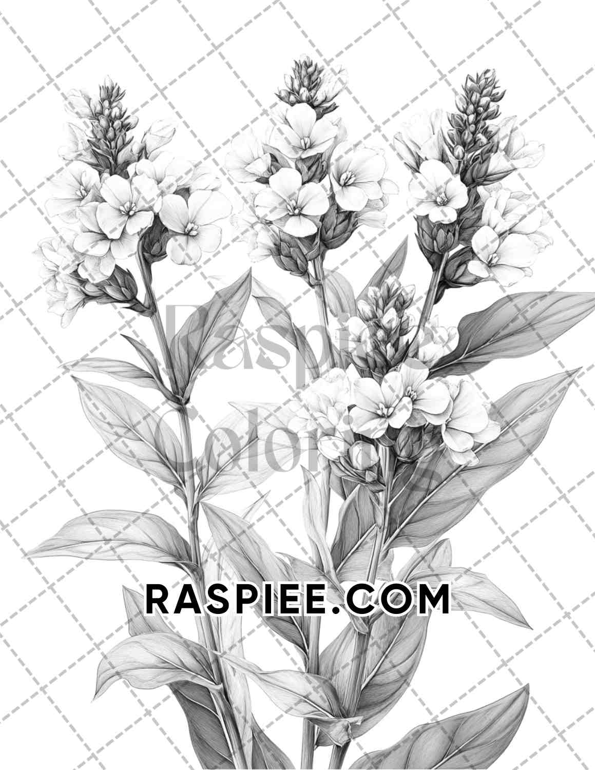 Succulent Blossoms Adult Coloring Pages Printable PDF Instant Download