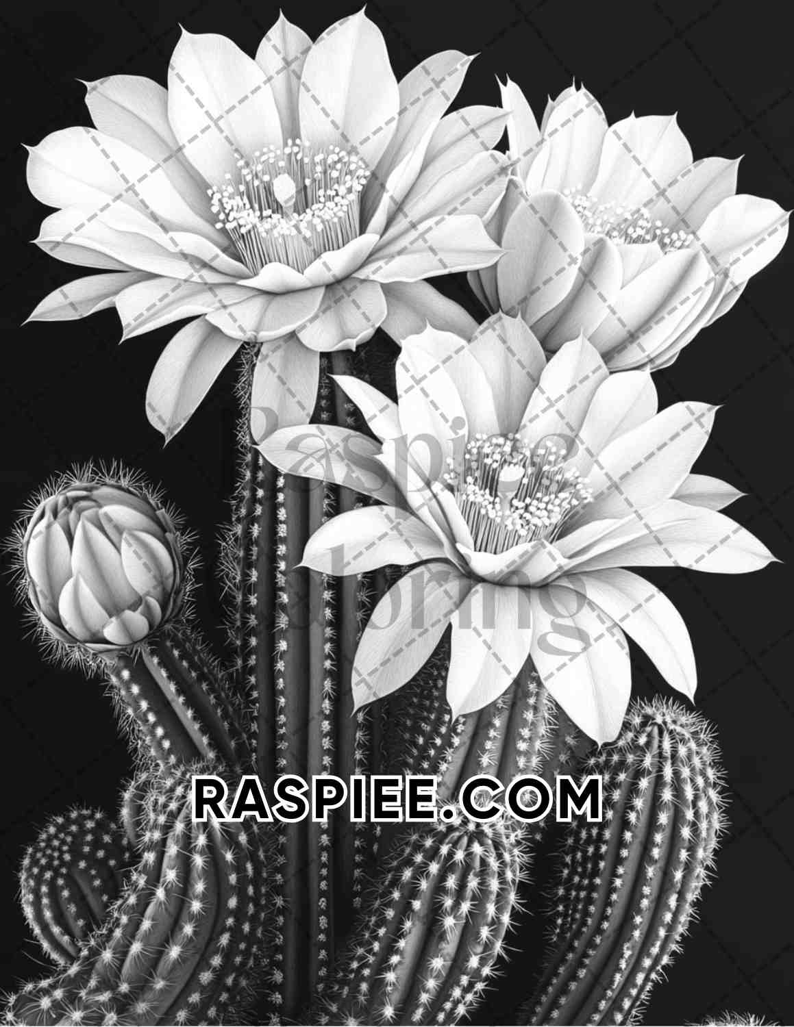 Succulent Blossoms Adult Coloring Pages Printable PDF Instant Download