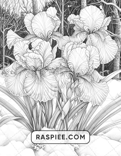 77 Winter Flowers Adult Coloring Pages