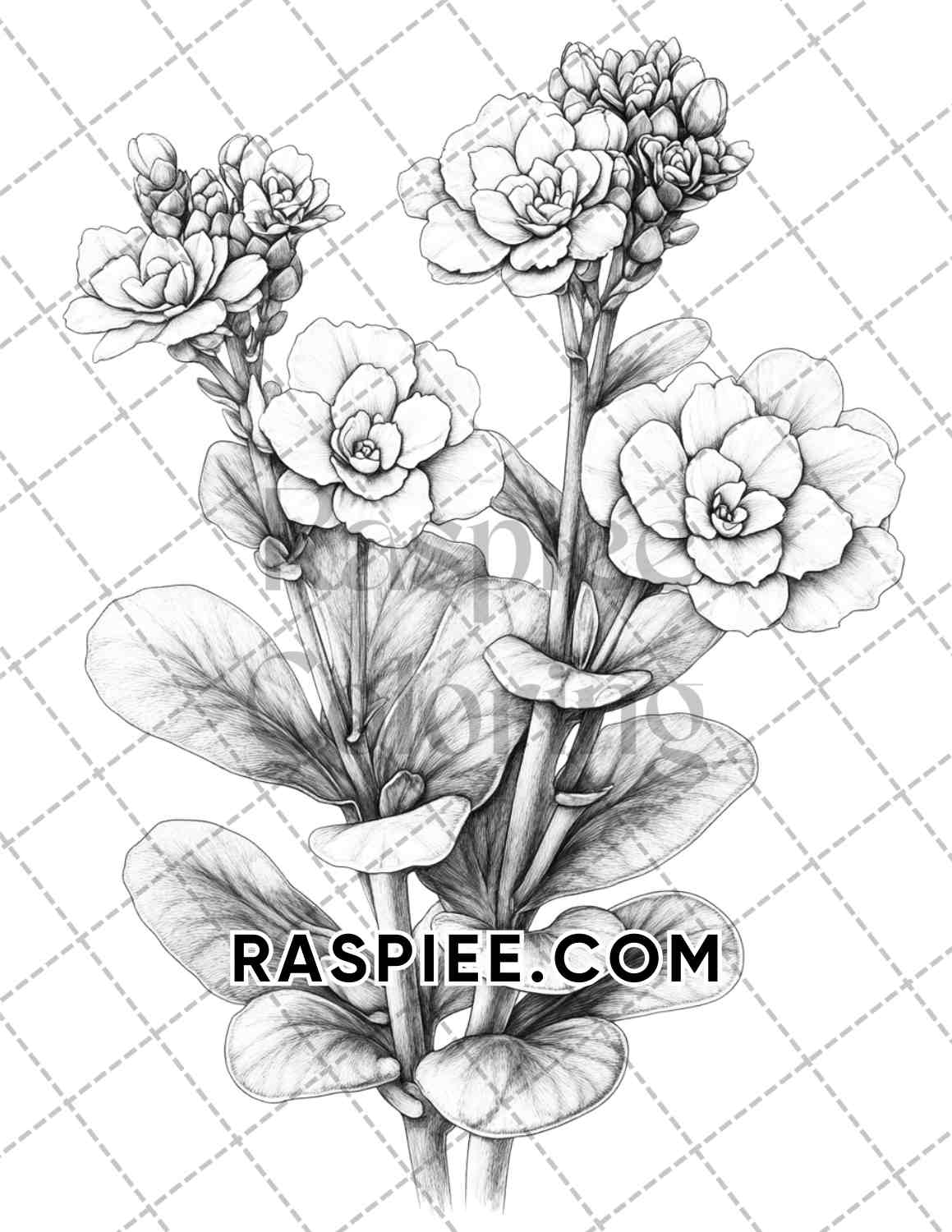 Succulent Blossoms Adult Coloring Pages Printable PDF Instant Download