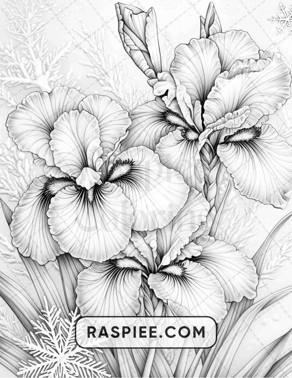 77 Winter Flowers Adult Coloring Pages