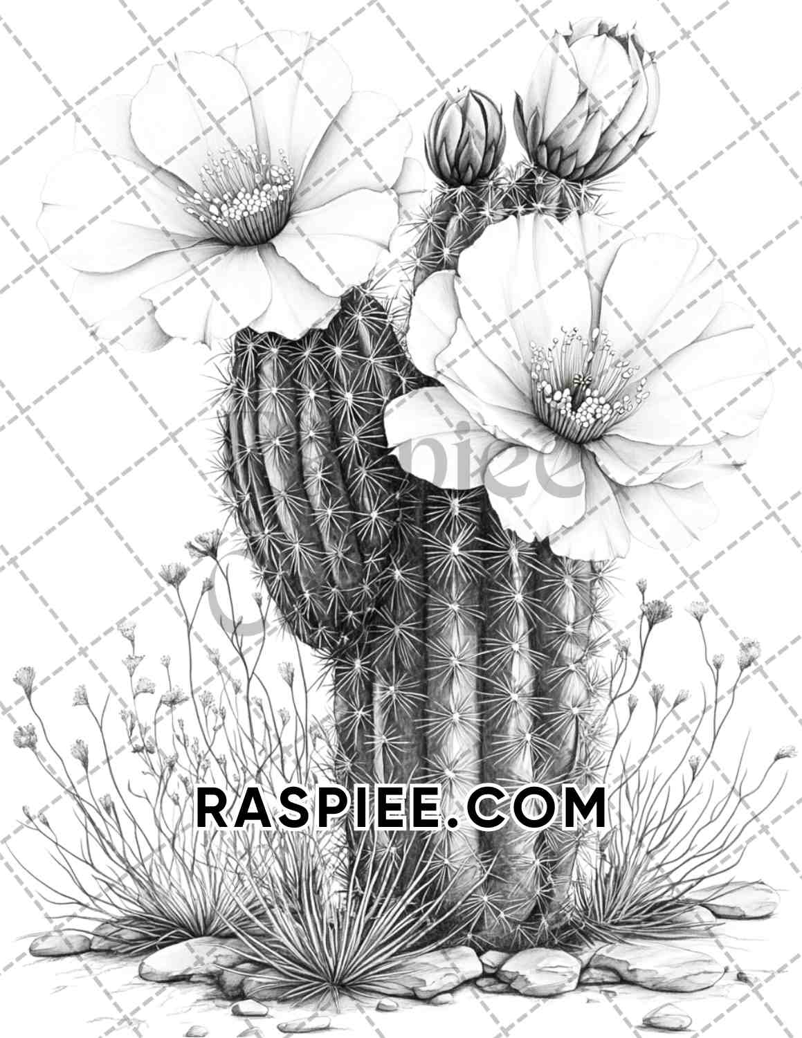 Succulent Blossoms Adult Coloring Pages Printable PDF Instant Download