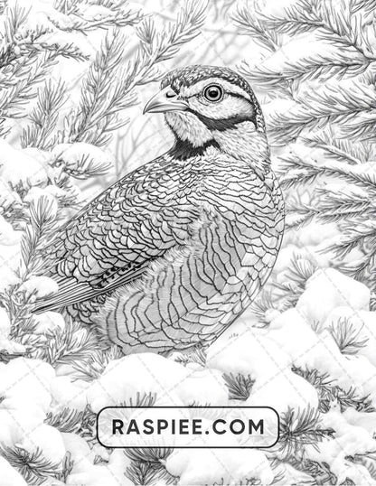 80 Winter Birds Adult Coloring Pages