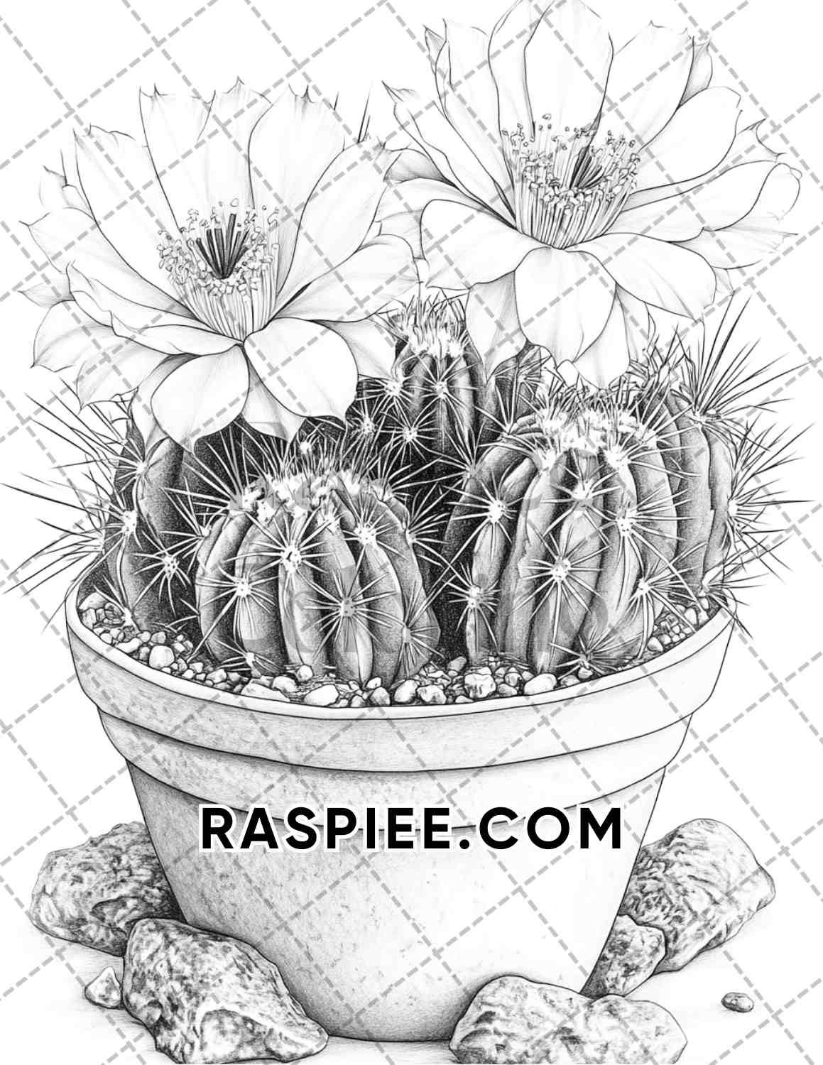 Succulent Blossoms Adult Coloring Pages Printable PDF Instant Download