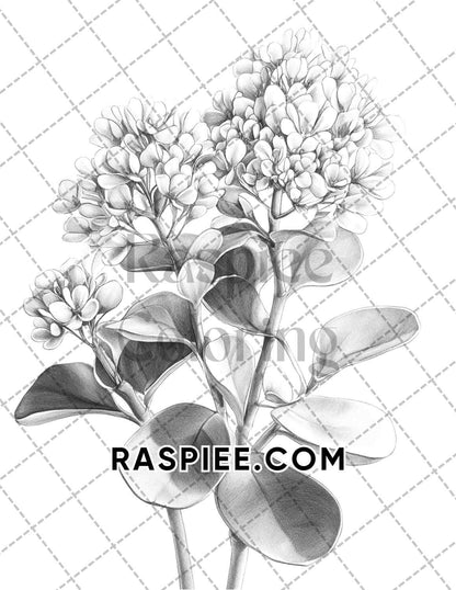 Succulent Blossoms Adult Coloring Pages Printable PDF Instant Download