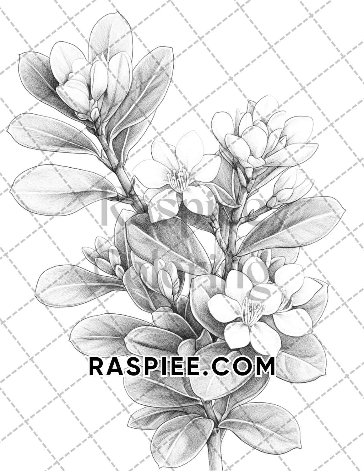 Succulent Blossoms Adult Coloring Pages Printable PDF Instant Download