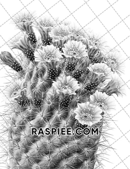 Succulent Blossoms Adult Coloring Pages Printable PDF Instant Download