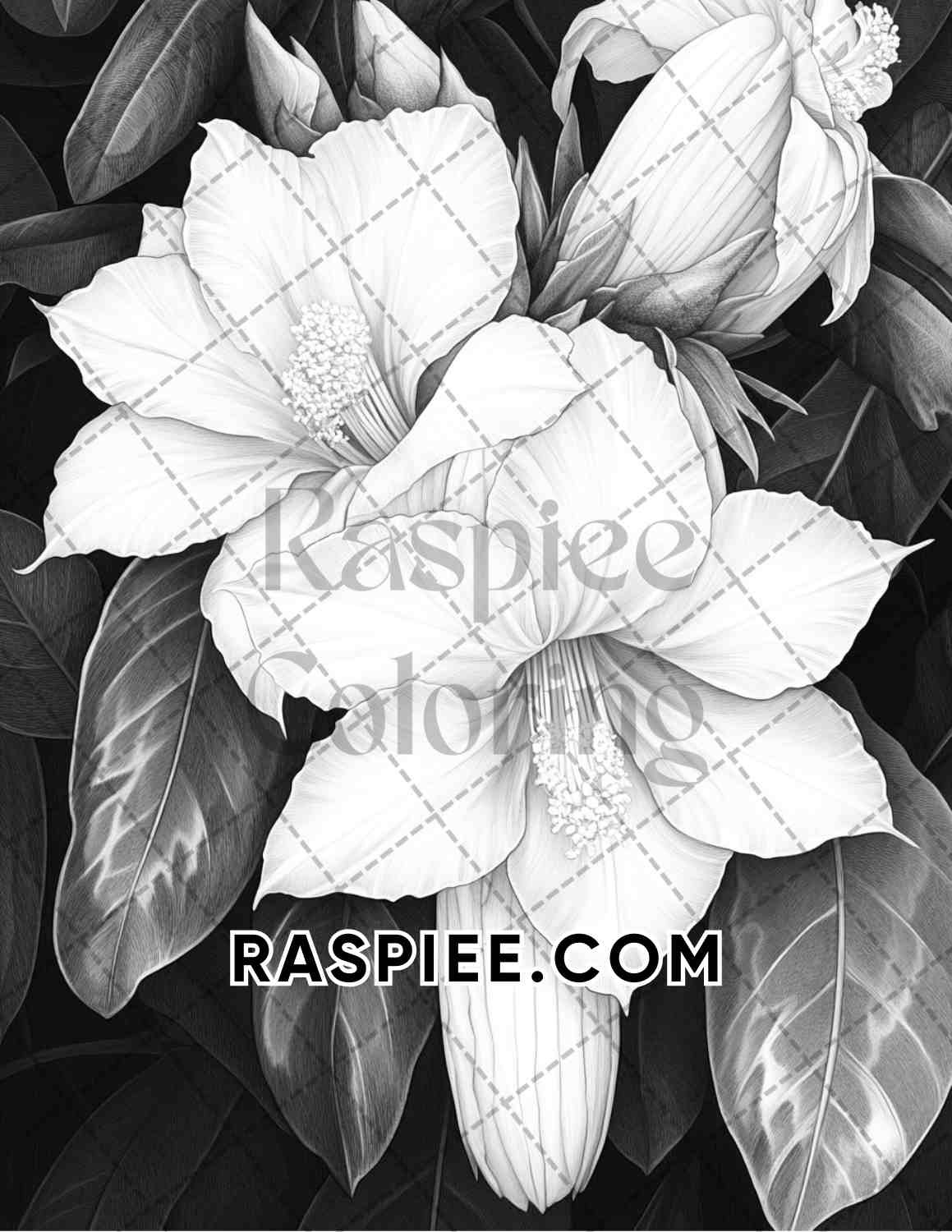 Succulent Blossoms Adult Coloring Pages Printable PDF Instant Download