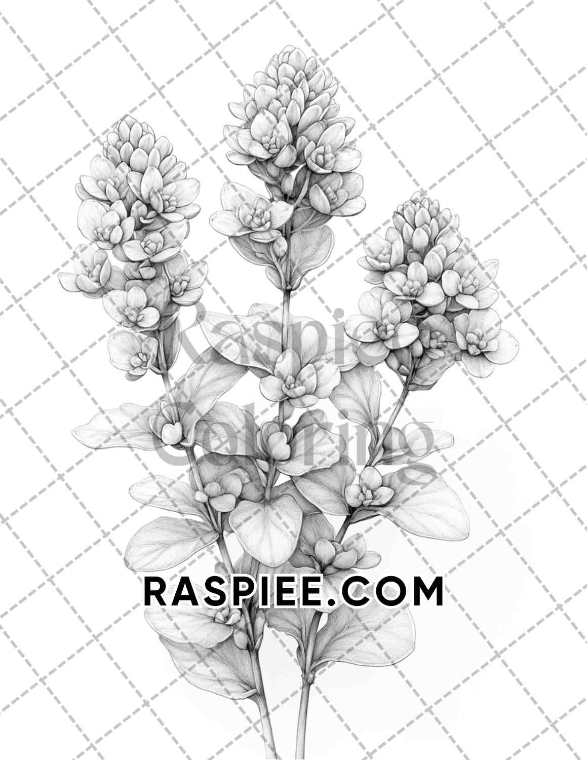 Succulent Blossoms Adult Coloring Pages Printable PDF Instant Download