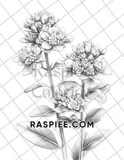 Succulent Blossoms Adult Coloring Pages Printable PDF Instant Download