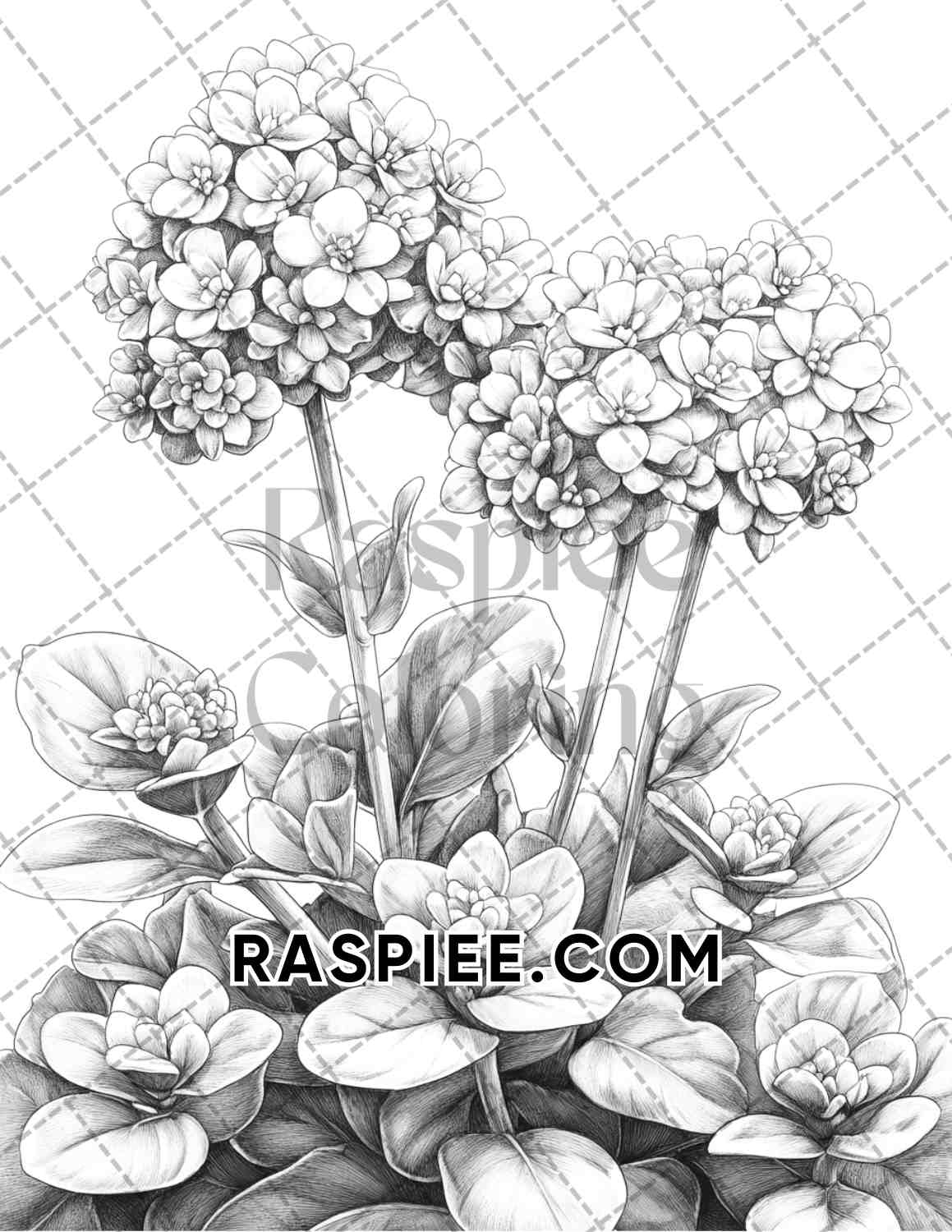 Succulent Blossoms Adult Coloring Pages Printable PDF Instant Download