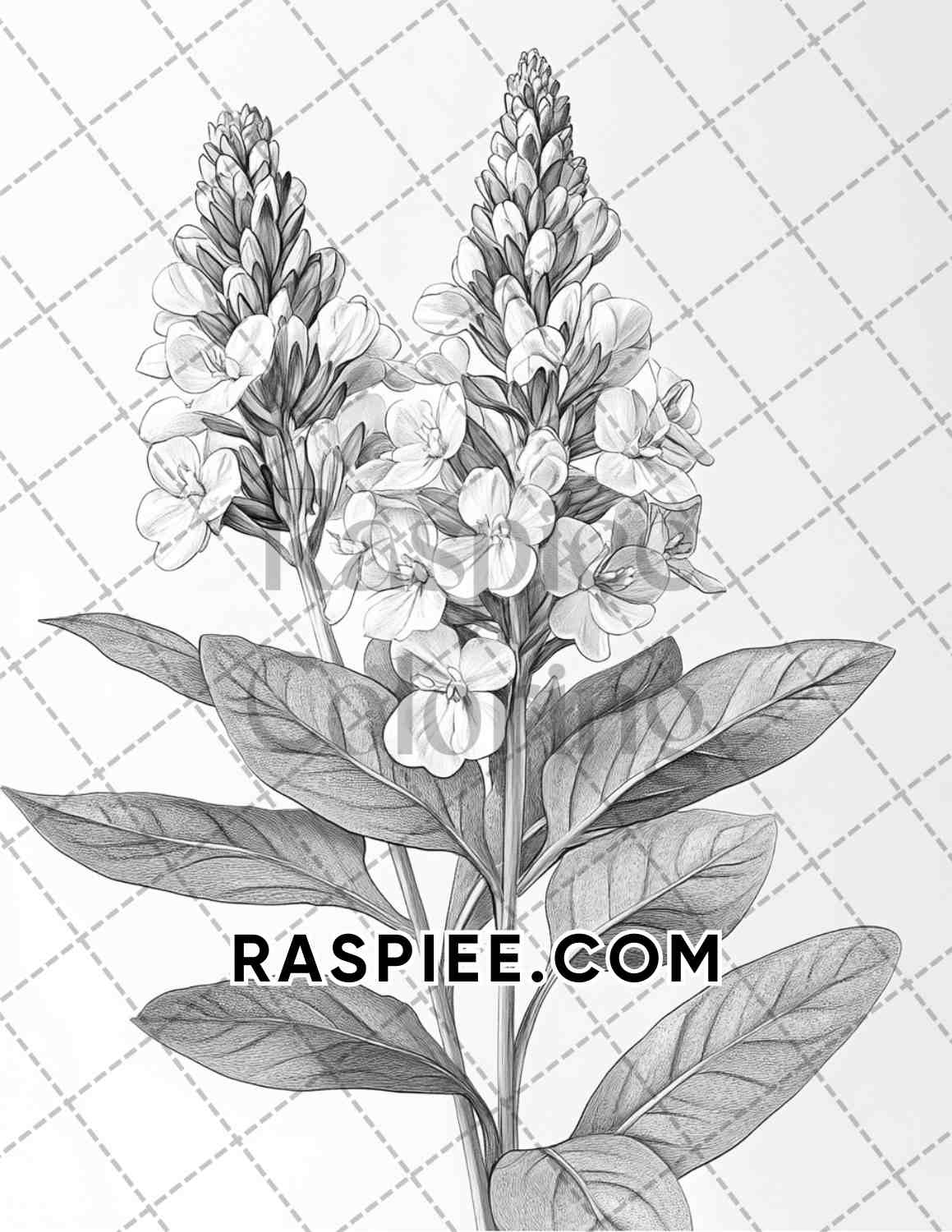 Succulent Blossoms Adult Coloring Pages Printable PDF Instant Download